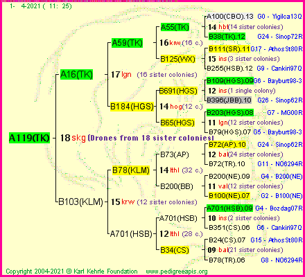 Pedigree of A119(TK) :
four generations presented
it's temporarily unavailable, sorry!