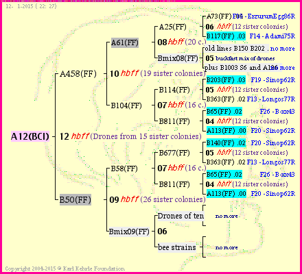 Pedigree of A12(BCI) :
four generations presented