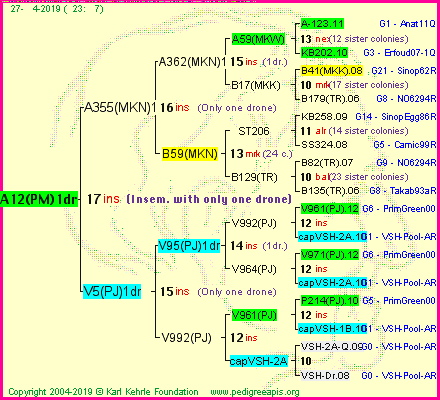 Pedigree of A12(PM)1dr :
four generations presented<br />it's temporarily unavailable, sorry!