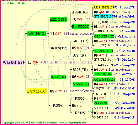 Pedigree of A120(HGS) :
four generations presented