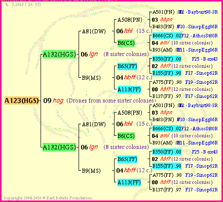 Pedigree of A123(HGS) :
four generations presented