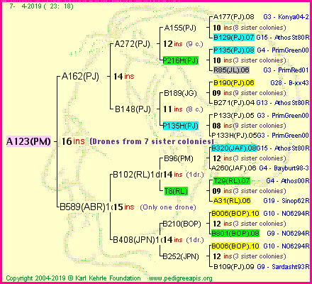 Pedigree of A123(PM) :
four generations presented<br />it's temporarily unavailable, sorry!