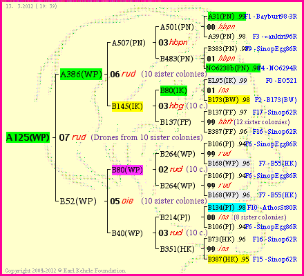 Pedigree of A125(WP) :
four generations presented