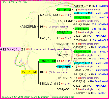 Pedigree of A127(PM)1dr :
four generations presented
it's temporarily unavailable, sorry!