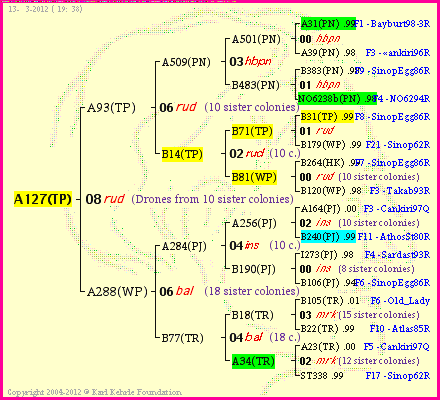 Pedigree of A127(TP) :
four generations presented