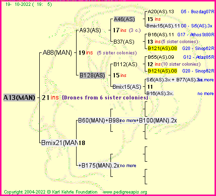 Pedigree of A13(MAN) :
four generations presented
it's temporarily unavailable, sorry!