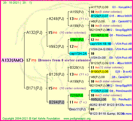 Pedigree of A132(AMC) :
four generations presented
it's temporarily unavailable, sorry!