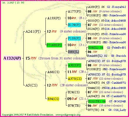 Pedigree of A132(AP) :
four generations presented