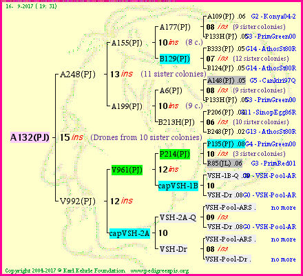 Pedigree of A132(PJ) :
four generations presented
it's temporarily unavailable, sorry!