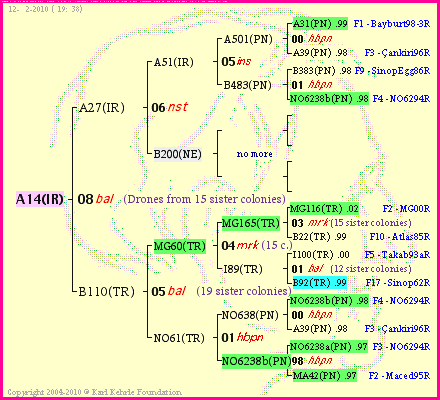 Pedigree of A14(IR) :
four generations presented