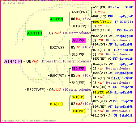 Pedigree of A147(TP) :
four generations presented