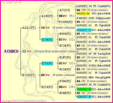 Pedigree of A15(BCI) :
four generations presented