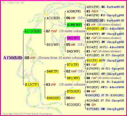 Pedigree of A150(BJB) :
four generations presented