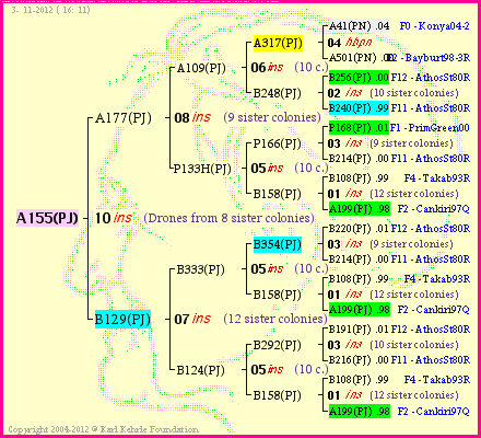 Pedigree of A155(PJ) :
four generations presented