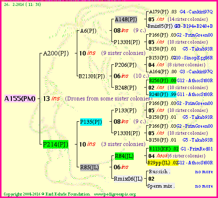 Pedigree of A155(PM) :
four generations presented