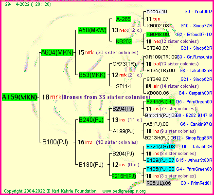 Pedigree of A159(MKN) :
four generations presented
it's temporarily unavailable, sorry!