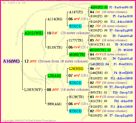 Pedigree of A16(WE) :
four generations presented