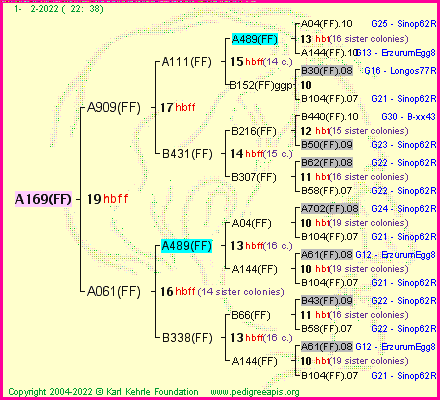 Pedigree of A169(FF) :
four generations presented
it's temporarily unavailable, sorry!