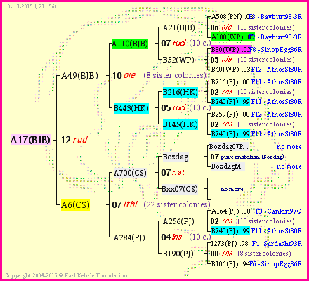 Pedigree of A17(BJB) :
four generations presented