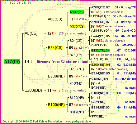 Pedigree of A17(CS) :
four generations presented<br />it's temporarily unavailable, sorry!