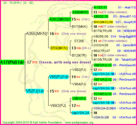 Pedigree of A17(PM)1dr :
four generations presented<br />it's temporarily unavailable, sorry!