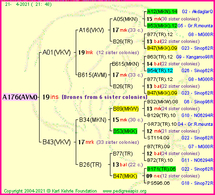 Pedigree of A176(AVM) :
four generations presented
it's temporarily unavailable, sorry!