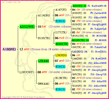 Pedigree of A18(WE) :
four generations presented