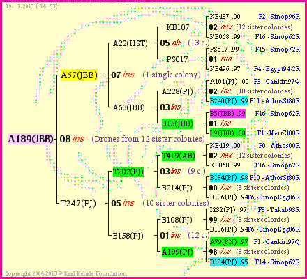 Pedigree of A189(JBB) :
four generations presented