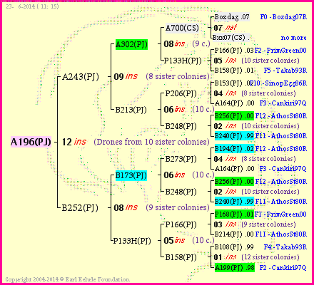 Pedigree of A196(PJ) :
four generations presented