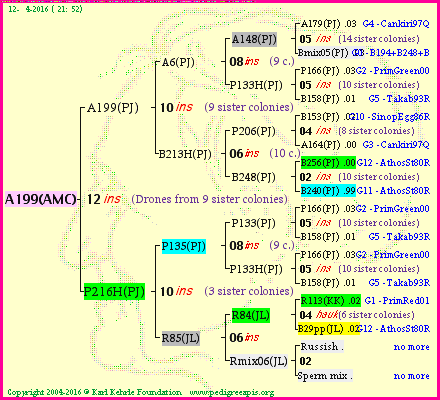 Pedigree of A199(AMC) :
four generations presented