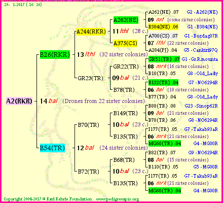 Pedigree of A2(RKR) :
four generations presented