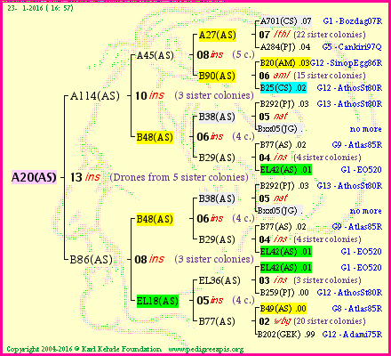 Pedigree of A20(AS) :
four generations presented