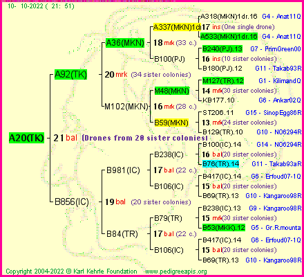 Pedigree of A20(TK) :
four generations presented
it's temporarily unavailable, sorry!