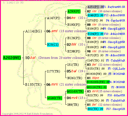 Pedigree of A202(WE) :
four generations presented