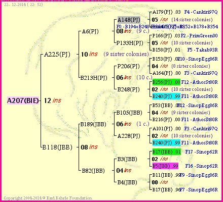 Pedigree of A207(BIE) :
four generations presented