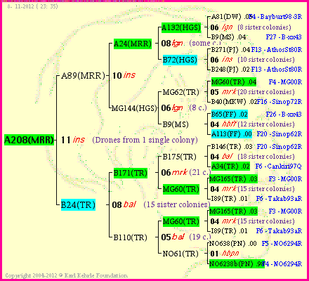 Pedigree of A208(MRR) :
four generations presented