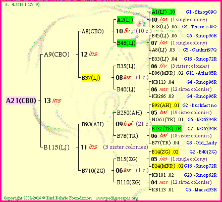 Pedigree of A21(CBO) :
four generations presented