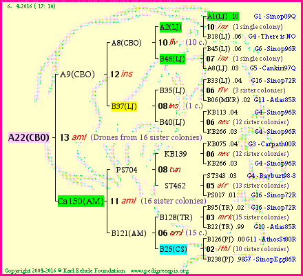 Pedigree of A22(CBO) :
four generations presented