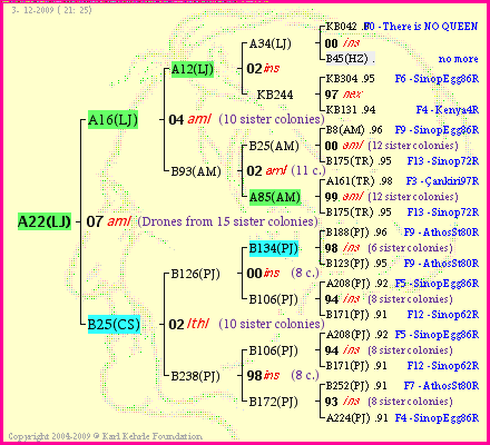 Pedigree of A22(LJ) :
four generations presented