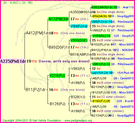 Pedigree of A225(PM)1dr :
four generations presented
it's temporarily unavailable, sorry!