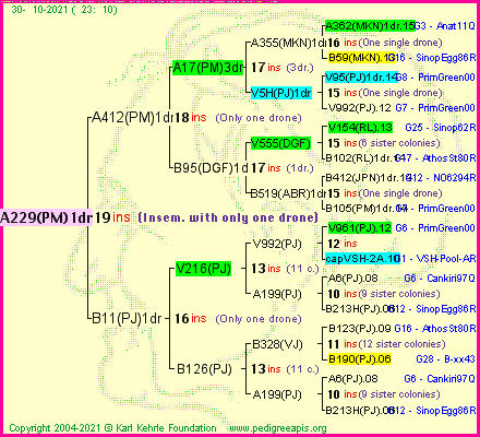 Pedigree of A229(PM)1dr :
four generations presented
it's temporarily unavailable, sorry!