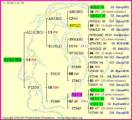 Pedigree of A23(CBO) :
four generations presented