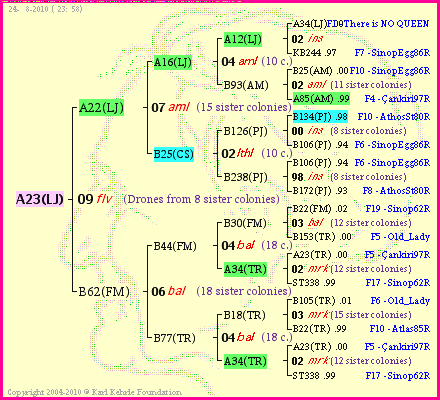 Pedigree of A23(LJ) :
four generations presented
it's temporarily unavailable, sorry!