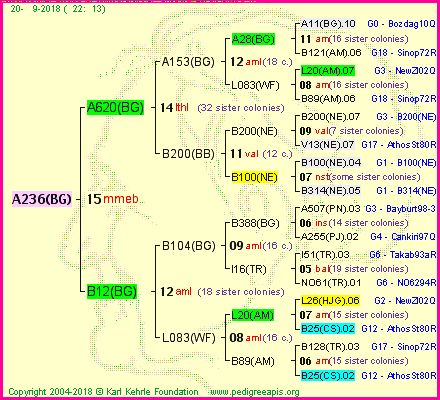 Pedigree of A236(BG) :
four generations presented<br />it's temporarily unavailable, sorry!