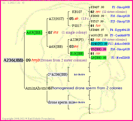 Pedigree of A236(JBB) :
four generations presented