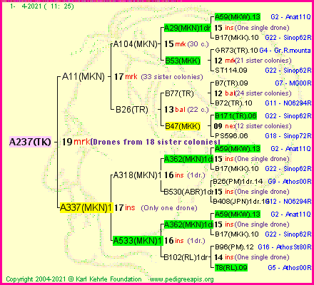 Pedigree of A237(TK) :
four generations presented
it's temporarily unavailable, sorry!