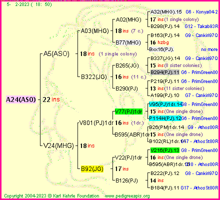 Pedigree of A24(ASO) :
four generations presented
it's temporarily unavailable, sorry!