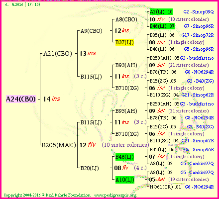 Pedigree of A24(CBO) :
four generations presented