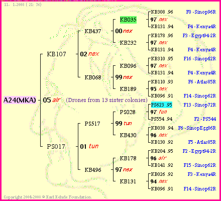 Pedigree of A24(MKA) :
four generations presented