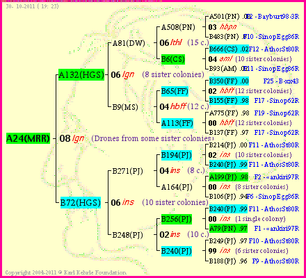 Pedigree of A24(MRR) :
four generations presented